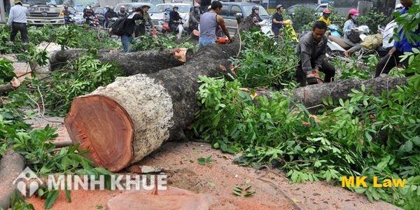 Chặt cây của nhà nước theo lời xúi giục của người khác có bị đi tù không ?