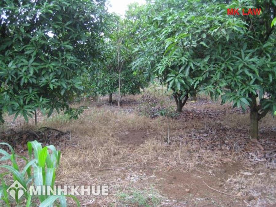  Tư vấn về tranh chấp đất đai cho mượn đất có đòi lại được không?