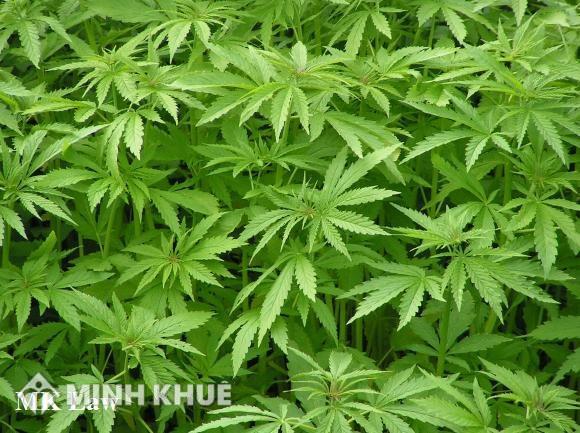 Tư vấn thủ tục thành lập