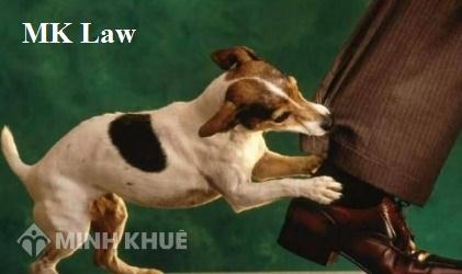 Tư vấn thủ tục thành lập 