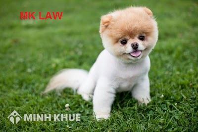 Tư vấn nuôi chó trong nhà nhiều có bị cấm không ?