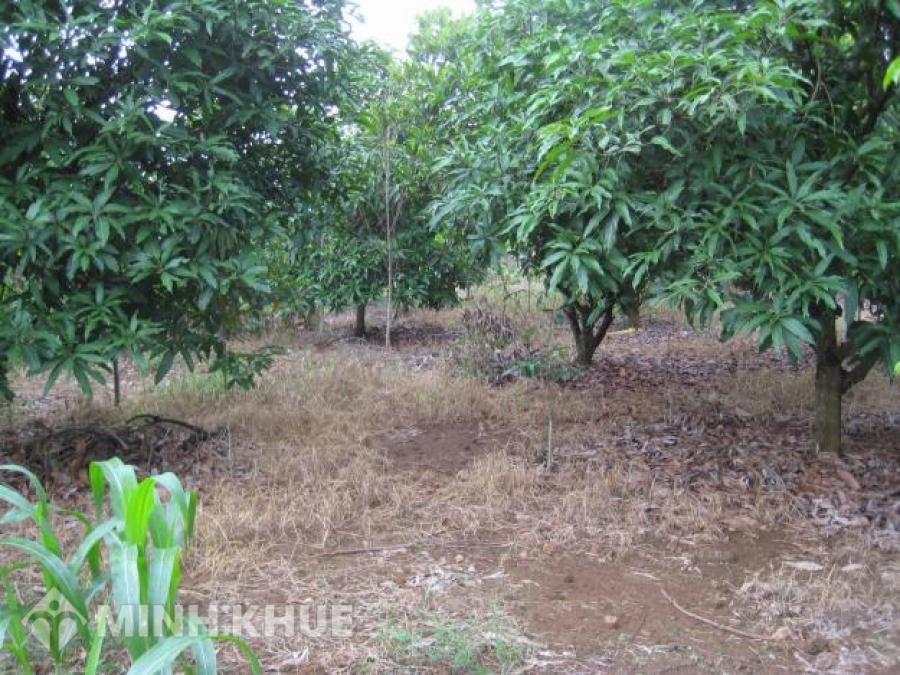 Cách tính thuế phải nộp khi chuyển nhượng đất vườn
