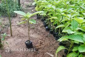 Thủ tục đăng ký nhập khẩu giống cây trồng. 