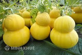 Bảo hộ kiểu dáng công nghiệp thực hiện như thế nào ?