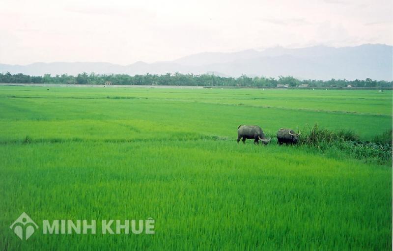 Có được lấy lại đất bán rồi khi chỉ được chứng thực hay không ?