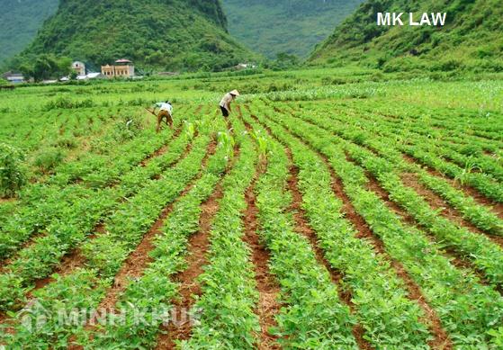 Gia đình tôi phải làm sao để lấy lại được giấy chứng nhận quyền sử dụng đất ?