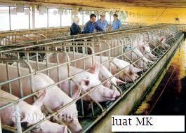 chăn nuôi gây ô nhiêm môi trường xử lý như thế nào?