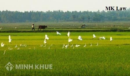 Đất mượn canh tác lâu năm có được nhận quyền sở hữu đất hay không? 