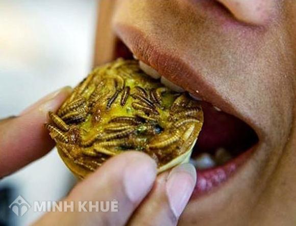 Quy định của pháp luật về nhập khẩu côn trùng đông lạnh