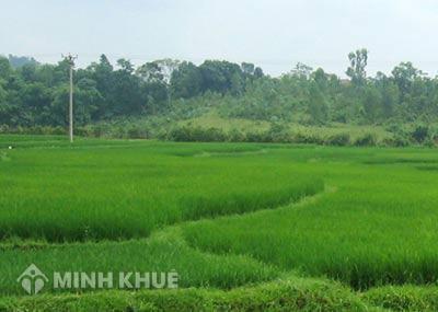 Quyền và nghĩa vụ của người dân khi bị nhà nước thu hồi đất nông nghiệp ?