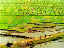  Tư vấn về việc thuê đất đối với đất khai hoang ?