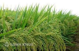 Thẩm định hình thức đơn đăng ký bảo hộ giống cây trồng được thực hiện như thế nào?