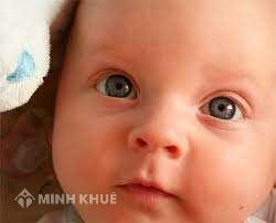 Thủ tục nhận cháu ruột làm con nuôi ?