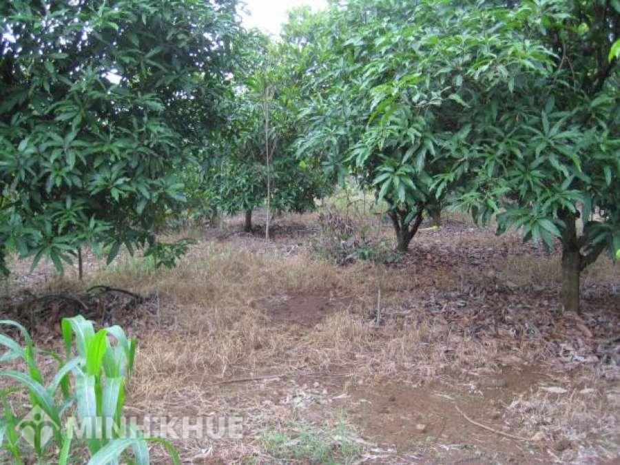 Cách tính thuế phải nộp khi chuyển nhượng đất vườn ?