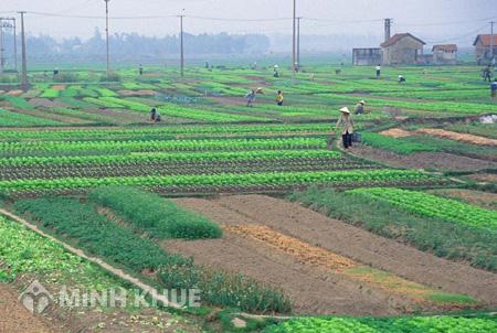 Cán bộ nhà nước có được đứng tên sở hữu đất nông nghiệp không ?