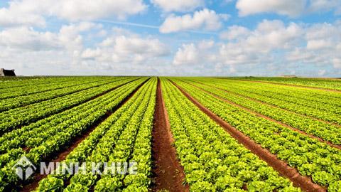 Cấp sổ đỏ do Nông trường giao khoán đất 