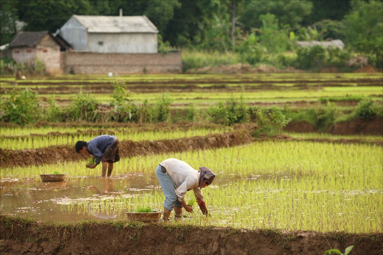 Chuyển đổi mục đich sử dụng đất nông nghiệp sang đất trồng cây lâu năm, đất ở ?