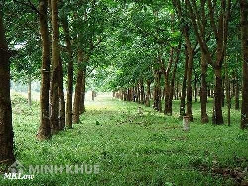 Chuyển mục đích sử dụng từ đất trồng cây lâu năm sang đất ở ?