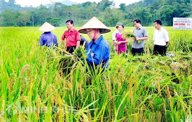 Chưa từng sản xuất nông nghiệp thì có được mua đất trồng lúa không?