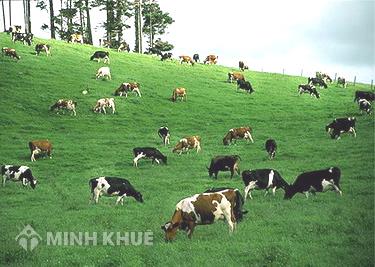 Điều kiện, thủ tục chuyển mục đích sử dụng đất.