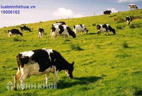 Lập trang trại chăn nuôi có cần nộp thuế hay không ?