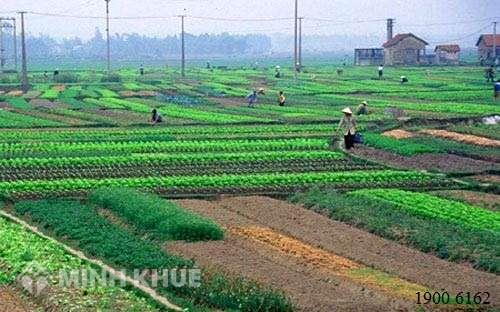 Mua lại phần diện tích đất đã được thu hồi ?