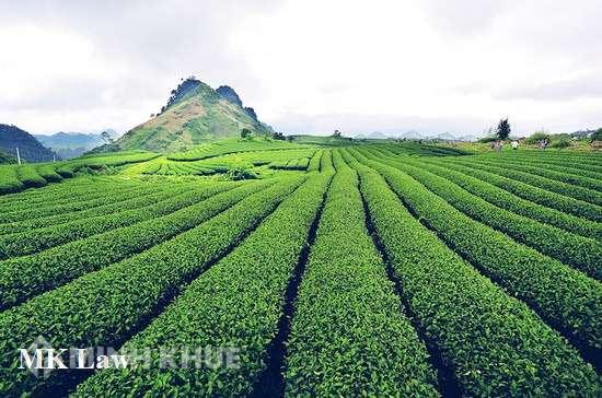 Nhận đất khoán của công ty đã giải thể thì có được cấp giấy chứng nhận quyền sử dụng đất ?