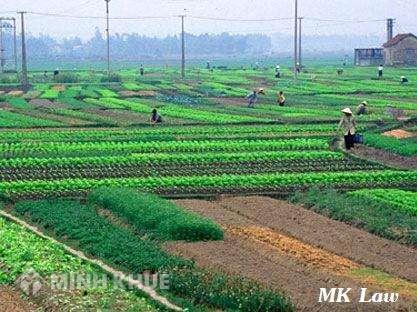 Tách đất cho con có cần xác nhận ông bà và hộ liền kề ?