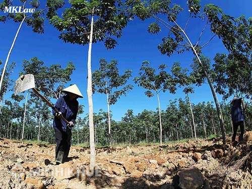 Thủ tục, chi phí chuyển đổi từ đất khai hoang thành đất thổ cư ?