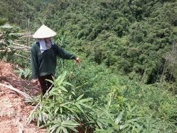 Thủ tục cấp giấy chứng nhận quyền sử dụng đất lần đầu đối với đất rừng sản xuất