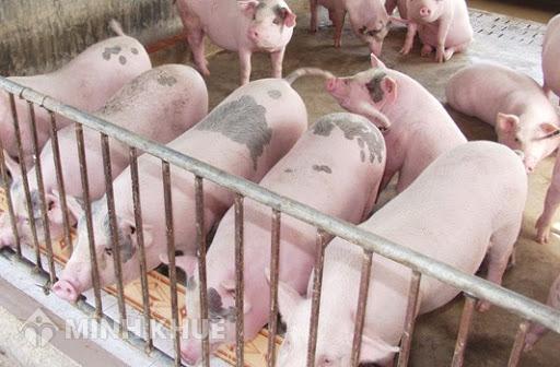 Trang trại nuôi heo không thực hiện các biện pháp xử lý chất thải khiếu nại đến đâu ?