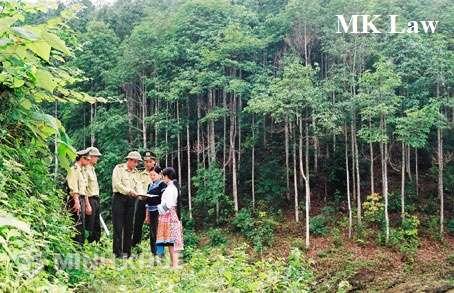 Tư vấn biên bản giao đất lâm nghiệp không có chữ ký giám đốc lâm trường ?