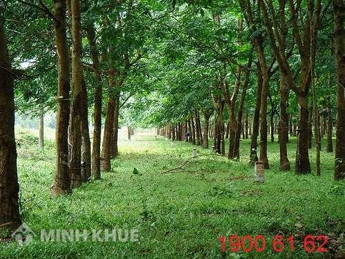 Tư vấn điều kiện để được cấp giấy chứng nhận quyền sử dụng đất?
