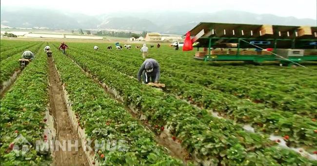 Tư vấn về việc mua đất Nông nghiệp không đủ diện tích để tách sổ.