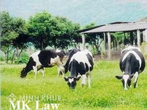 Việt kiều ở Úc muốn mua đất nông nghiệp để chăn nuôi ?