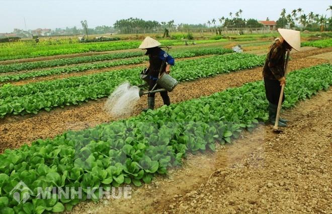 Xây nhà trên đất 5% Đất nông nghiệp sử dụng vào mục đích công ích khi có quyết định thu hồi thì có được bồi thường