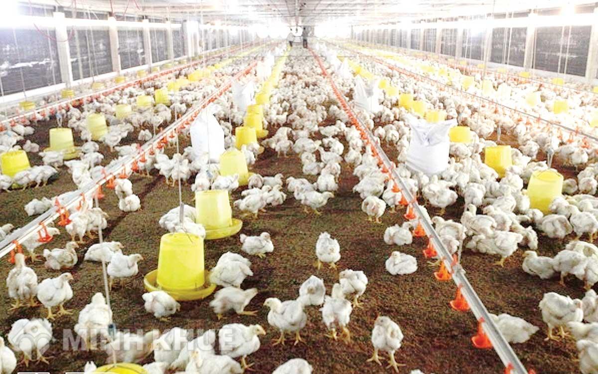 Xây thêm nhà chăn nuôi trên đất đã thuê có vi phạm pháp luật không?