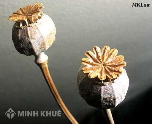 Xử lý hành vi vận chuyển 5kg quả thuốc phiện khô?