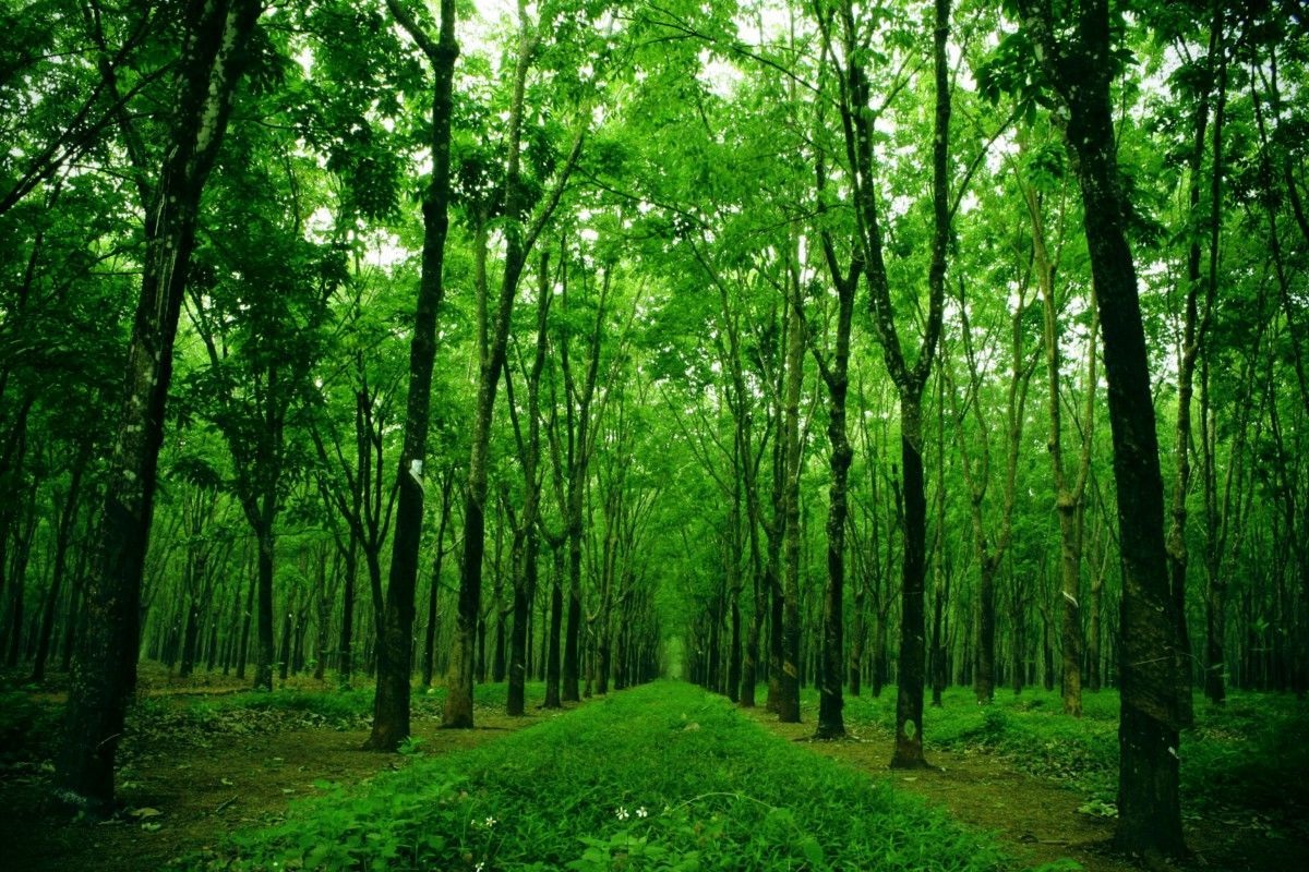 Khai thác rừng trái phép thì bị xử lý như thế nào? bao nhiêu năm tù?