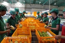 Thuế suất đối với hoạt động thu mua rau củ ?