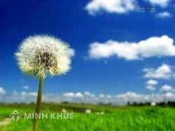 Tranh chấp hợp đồng thương mại: Lại tranh chấp hợp đồng mua bán bông
