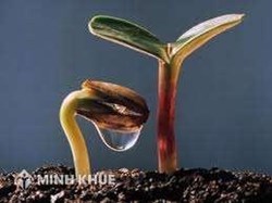 Khái niệm cơ bản về chỉ dẫn địa lý và Một số chỉ dẫn địa lý của Việt Nam
