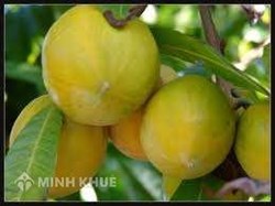 Tranh chấp bồi thường thiệt hại: Đòi bồi thường ba cây LÊKIMA