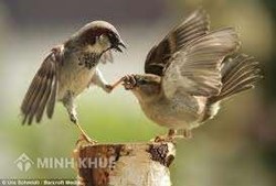 Lịch sử phát triển "trọng tài" trong giải quyết tranh chấp