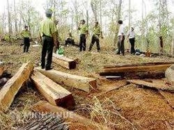 Khai thác gỗ lậu (Lâm tặc) có khi nào bị phạt tử hình không ?