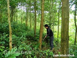 Cây keo lai có phải là câu thuộc dạng cây trồng lâu năm và được miễn thuế không ?