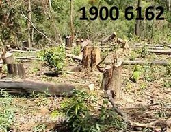 Xử phạt vi phạm hành chính trong lĩnh vực quản lý bảo vệ rừng ?
