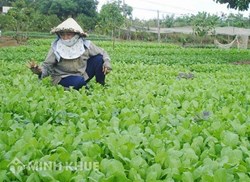 Có phải ký hợp đồng với người trồng rau cho công ty không ?