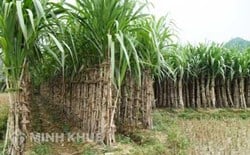 Đơn giá bồi thường mới nhất đối với cây trồng trên địa bàn tỉnh Phú Yên ?