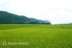 Hướng dẫn chuyển đổi đất nông nghiệp sang đất vườn và đất ở ?